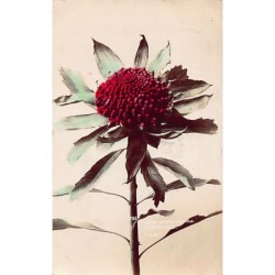 Rare collectable postcards of Australia. Vintage Postcards of Australia