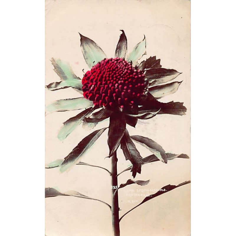 Rare collectable postcards of Australia. Vintage Postcards of Australia