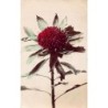 Rare collectable postcards of Australia. Vintage Postcards of Australia