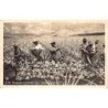 Rare collectable postcards of Hawaii. Vintage Postcards of Hawaii