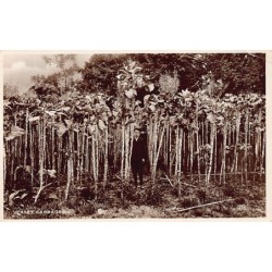 Rare collectable postcards of United Kingdom - Jersey. Vintage Postcards of United Kingdom - Jersey