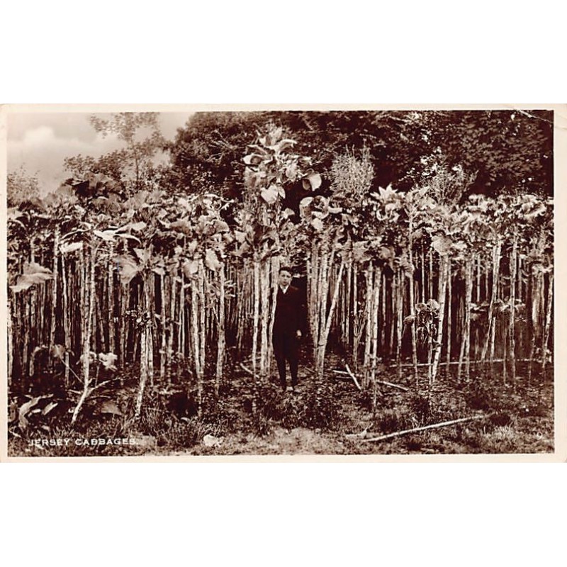 Rare collectable postcards of United Kingdom - Jersey. Vintage Postcards of United Kingdom - Jersey