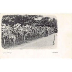 Rare collectable postcards of United Kingdom - Jersey. Vintage Postcards of United Kingdom - Jersey
