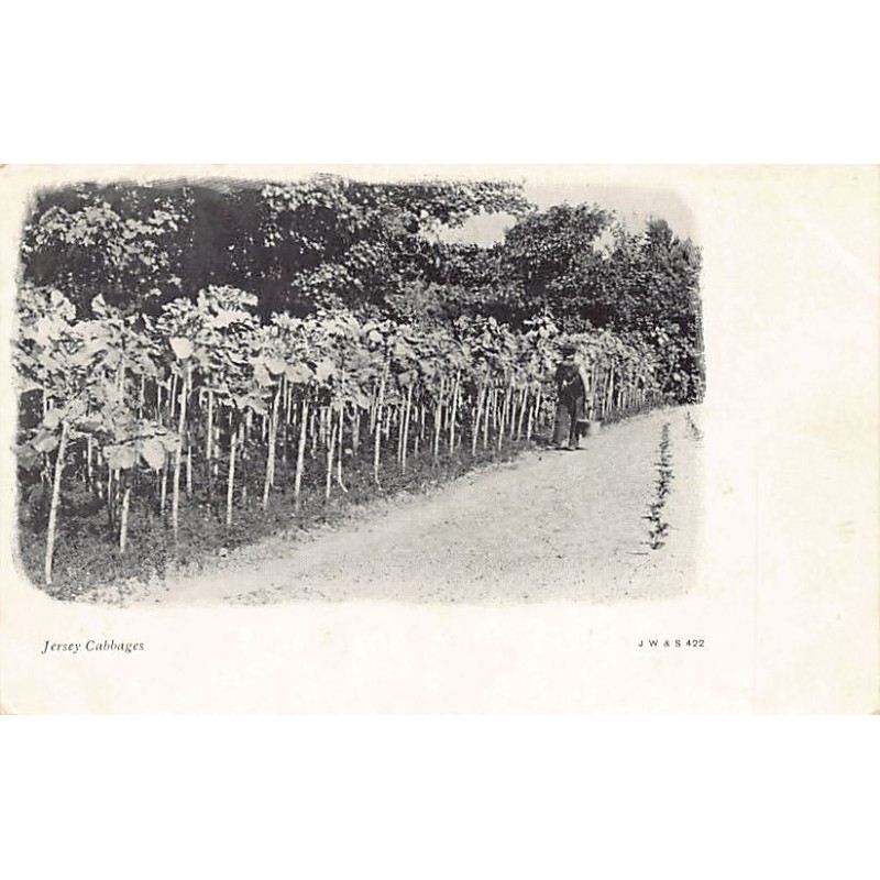 Rare collectable postcards of United Kingdom - Jersey. Vintage Postcards of United Kingdom - Jersey