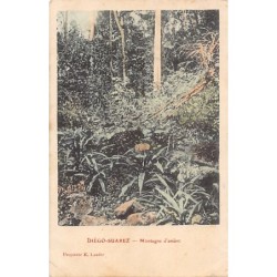Rare collectable postcards of Madagascar. Vintage Postcards of Madagascar