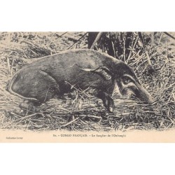 Rare collectable postcards of Central African Republic. Vintage Postcards of Central African Republic