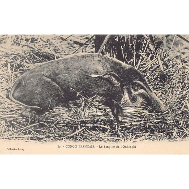 Rare collectable postcards of Central African Republic. Vintage Postcards of Central African Republic
