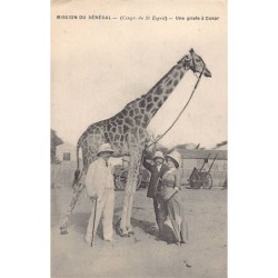 Rare collectable postcards of Senegal. Vintage Postcards of Senegal
