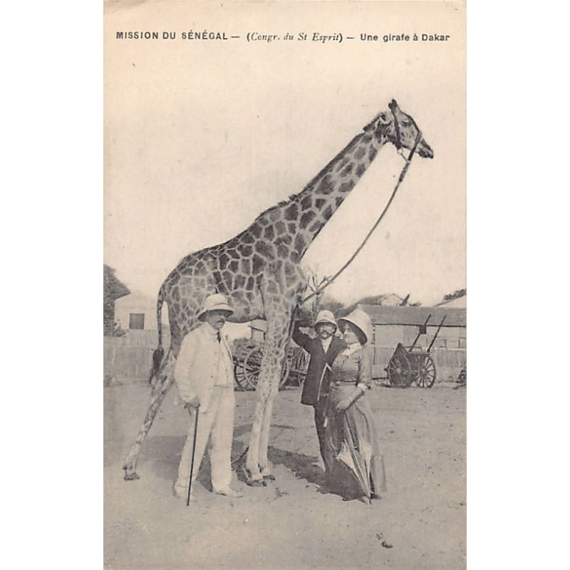 Rare collectable postcards of Senegal. Vintage Postcards of Senegal