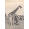 Rare collectable postcards of Senegal. Vintage Postcards of Senegal