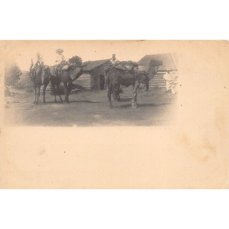 Rare collectable postcards of Algeria. Vintage Postcards of Algeria