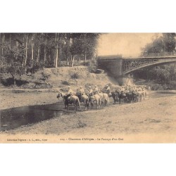Rare collectable postcards of Algeria. Vintage Postcards of Algeria