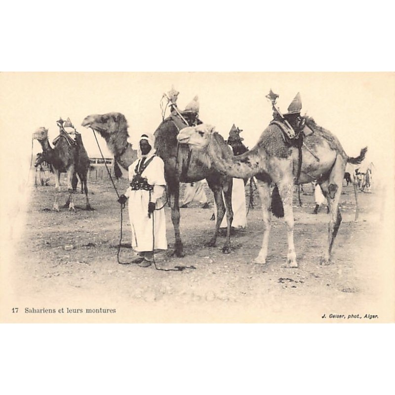 Rare collectable postcards of Algeria. Vintage Postcards of Algeria