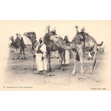 Rare collectable postcards of Algeria. Vintage Postcards of Algeria