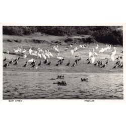 Rare collectable postcards of Kenya. Vintage Postcards of Kenya