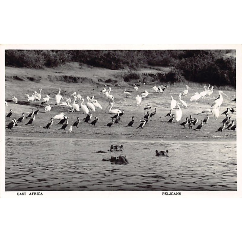 Rare collectable postcards of Kenya. Vintage Postcards of Kenya