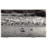 Rare collectable postcards of Kenya. Vintage Postcards of Kenya