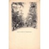 Rare collectable postcards of Mauritius. Vintage Postcards of Mauritius