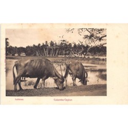 Rare collectable postcards of Sri Lanka (Ceylon). Vintage Postcards of Sri Lanka (Ceylon)