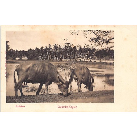 Rare collectable postcards of Sri Lanka (Ceylon). Vintage Postcards of Sri Lanka (Ceylon)