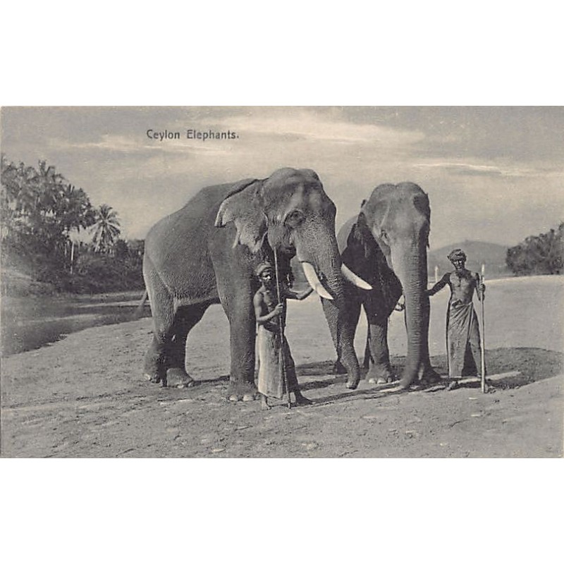 Rare collectable postcards of Sri Lanka (Ceylon). Vintage Postcards of Sri Lanka (Ceylon)
