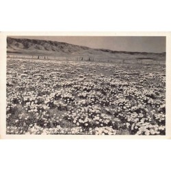 Rare collectable postcards of United States. Vintage Postcards of United States