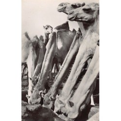 Rare collectable postcards of Mauritania. Vintage Postcards of Mauritania