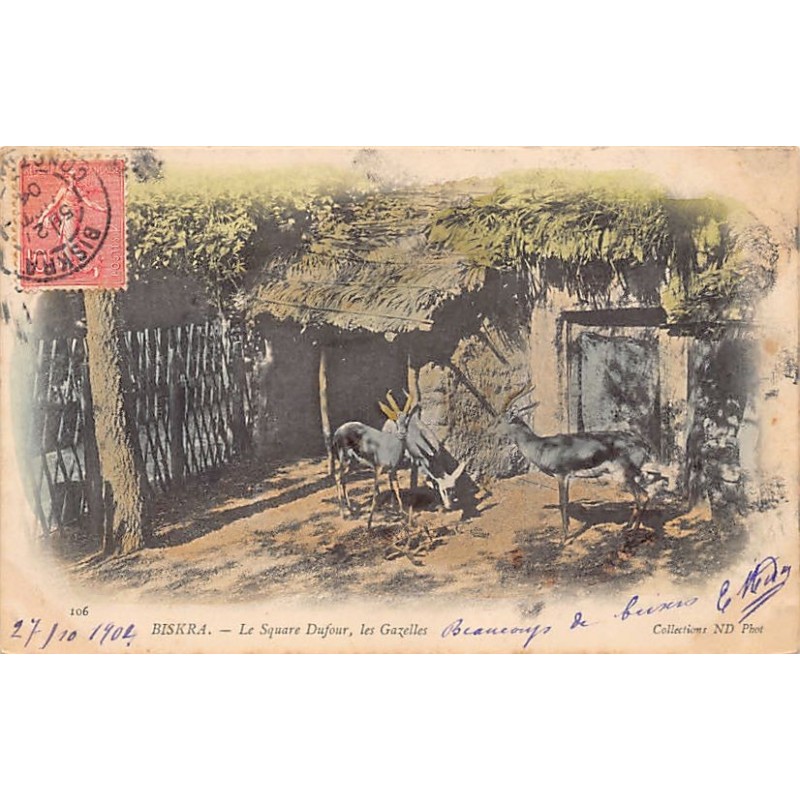 Rare collectable postcards of Algeria. Vintage Postcards of Algeria
