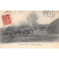Rare collectable postcards of Algeria. Vintage Postcards of Algeria