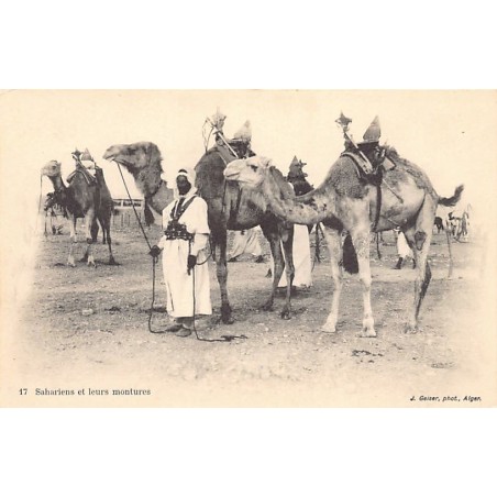 Rare collectable postcards of Algeria. Vintage Postcards of Algeria