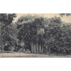 Rare collectable postcards of Sri Lanka (Ceylon). Vintage Postcards of Sri Lanka (Ceylon)