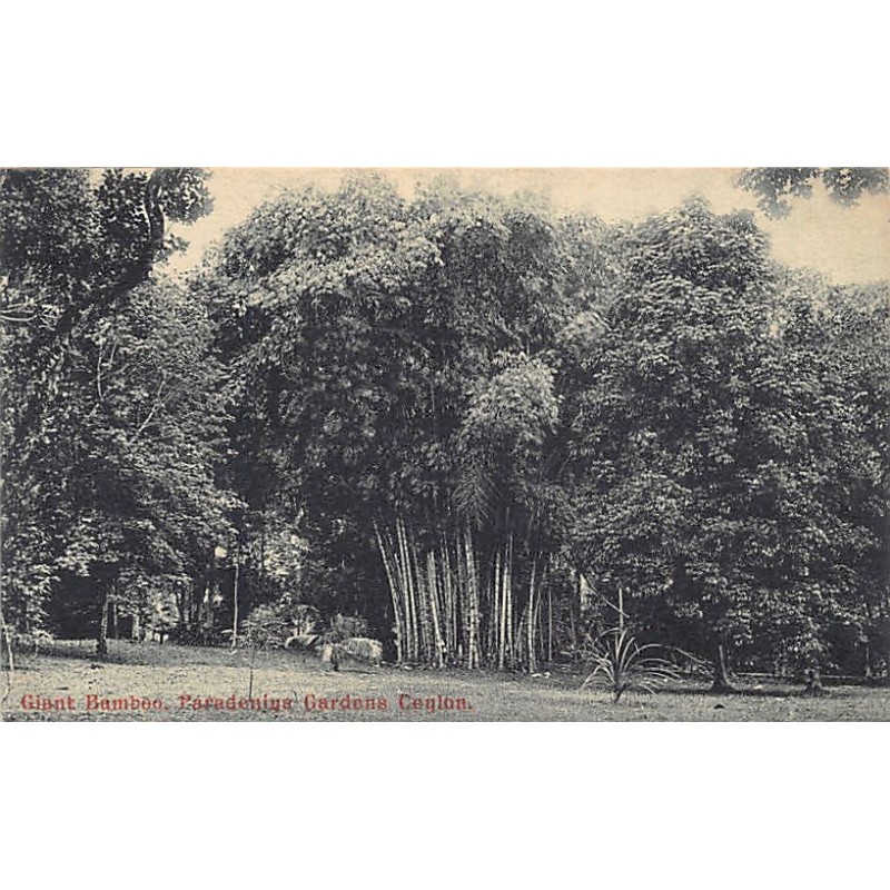 Rare collectable postcards of Sri Lanka (Ceylon). Vintage Postcards of Sri Lanka (Ceylon)