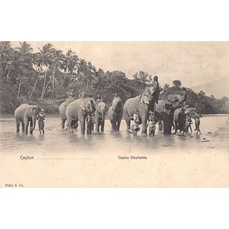 Rare collectable postcards of Sri Lanka (Ceylon). Vintage Postcards of Sri Lanka (Ceylon)