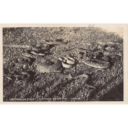 Rare collectable postcards of Brazil. Vintage Postcards of Brazil
