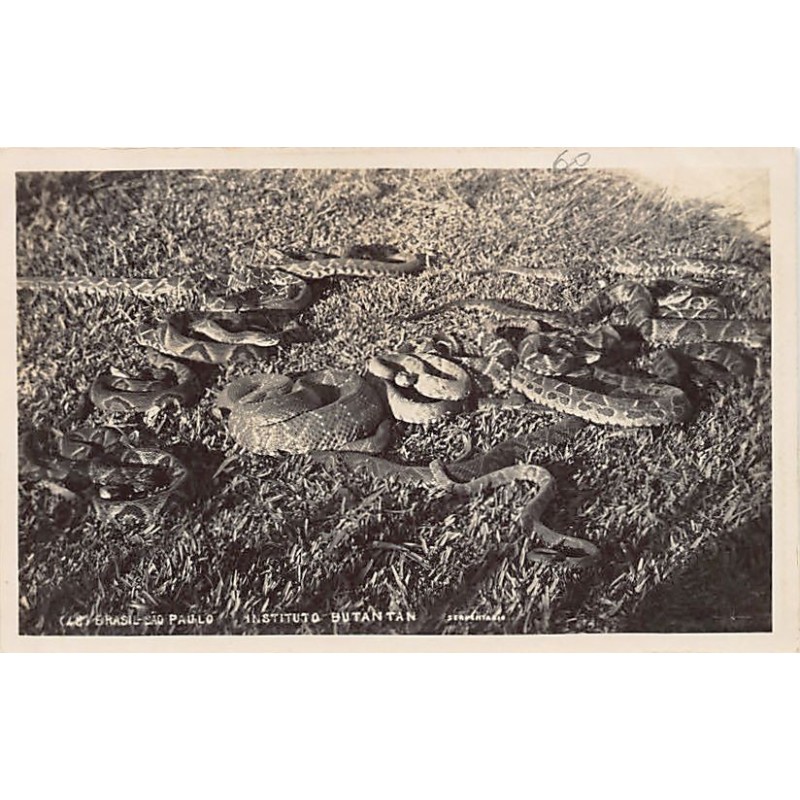 Rare collectable postcards of Brazil. Vintage Postcards of Brazil