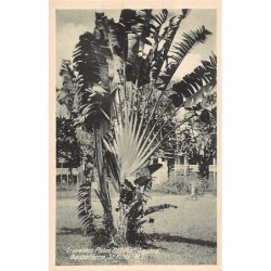 Rare collectable postcards of Saint Kitts and Nevis. Vintage Postcards of Saint Kitts and Nevis