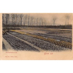 Rare collectable postcards of Netherlands. Vintage Postcards of Netherlands