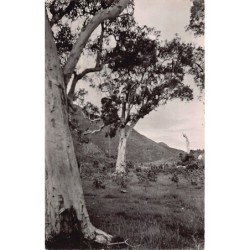 Rare collectable postcards of New Caledonia. Vintage Postcards of New Caledonia