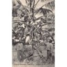 Rare collectable postcards of Antigua. Vintage Postcards of Antigua