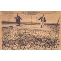 Rare collectable postcards of Morocco. Vintage Postcards of Morocco
