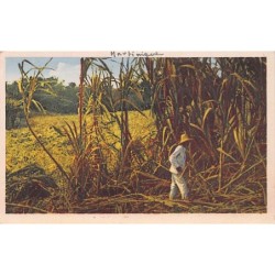 Rare collectable postcards of Martinique. Vintage Postcards of Martinique