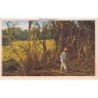 Rare collectable postcards of Martinique. Vintage Postcards of Martinique