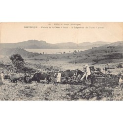 Rare collectable postcards of Martinique. Vintage Postcards of Martinique