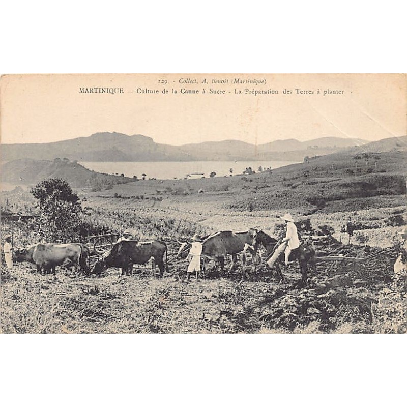 Rare collectable postcards of Martinique. Vintage Postcards of Martinique