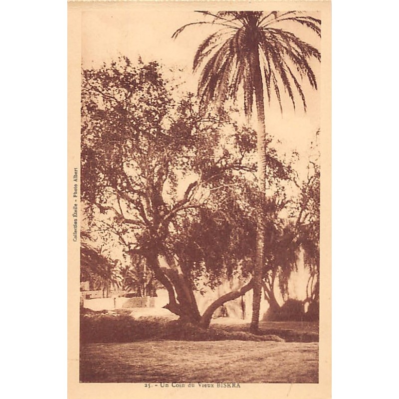 Rare collectable postcards of Algeria. Vintage Postcards of Algeria
