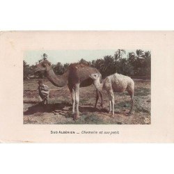 Rare collectable postcards of Algeria. Vintage Postcards of Algeria
