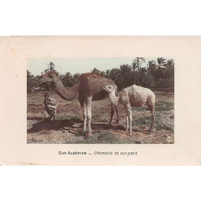 Rare collectable postcards of Algeria. Vintage Postcards of Algeria