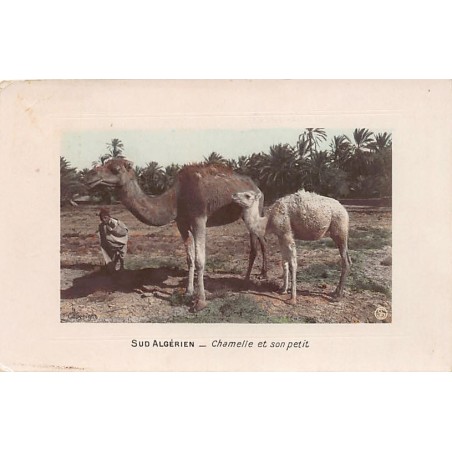 Rare collectable postcards of Algeria. Vintage Postcards of Algeria