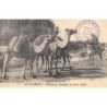 Rare collectable postcards of Algeria. Vintage Postcards of Algeria