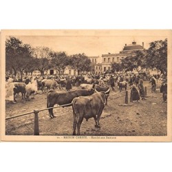 Rare collectable postcards of Algeria. Vintage Postcards of Algeria